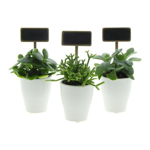 Mini plant - Image 2